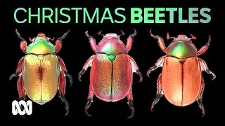Get involved with Christmas Beetle citizen science this summer 🎄📷📱🔍 | ABC Australia