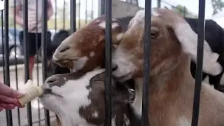 Yates Cider Mill Petting Farm segment