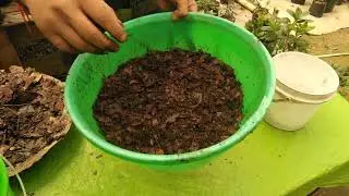 How to care an #azalea | How to make a PERFECT Acidic SOIL  for azalea plants|How to grow it Faster