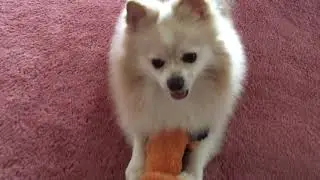 Rookie Pom squeaky fox 🦊 toy