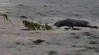 Lancelin Stingray 125kg caught & released