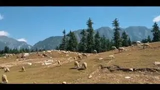 Beshai Meadow | Kalam | Swat KpK