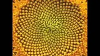 Ah, Sunflower