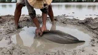 Unbelievable catching big fish in mud underground hole dry season