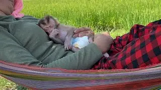 Refreshing!! Mom and her adorable baby monkey LIORA sleeping on a hammock in the rice field