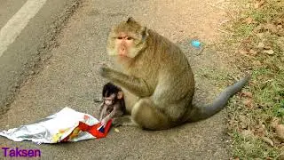 Wow So cute Baby Monkey With Mom