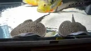 Stingrays 06 07 14