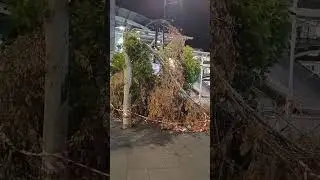 tree struck by lightning#lightningstrikes #trees#2137#2540#care#2146 #trainstation#publictransport