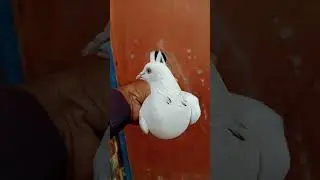 #Short #pigeon #Tarnding #Video #Pablik #Shorts #Viryal