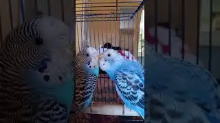 bluey & chewy my holy & pure pets