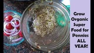 Sprouts: Grow Your Own Greens ALL YEAR!