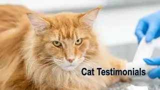 Member Sharing: - Cats Testimonials