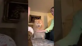 Testing the viral Hand In challenge with Dogs 😂🤪