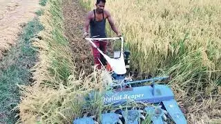 Digital reaper paddy harvesting 