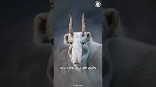 Saiga Antelope 🦌 Bizarrest Nose EVER?