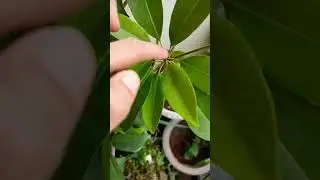 Are you also making this mistake? / Chiku plant guide #gardeningupshup #wintercare #chiku #care
