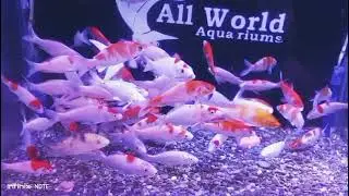 Thailand 🇹🇭 Aquarium fishes 🐟 available at All World Aquarium shop Sarfaraz Charhi Hyderabad Sindh.