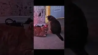 🐾 Epic animal moments! You won&rsquo;t believe this! part 2😲🎥#animals #epic #funnyanimal #fyp