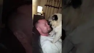 Pug licking face off