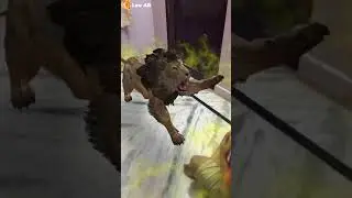 Google 3D Animals|| Augmented reality || AR Core