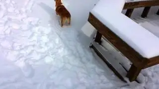 Leeloo's (Corgi) First Snow Day