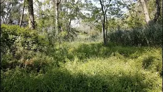 Introduction to Wetland Restoration & Phragmites Management | Green Jay Landscape Design