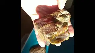 Натуральный Балтийский янтарь.Natural Baltic amber found at the bottom of the Baltic Sea.
