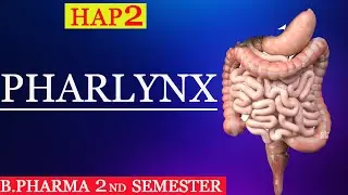 ||L-11||U-2||Pharynx(Digestive system)B.Pharma-2 sem.(HAP-2)