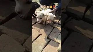 dog funny 🤣😂#dog #funnydog #funnyanimal #cute #dogvideos