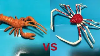 ロブスターvsタカアシガニ　Lobster vs. Spider Crab
