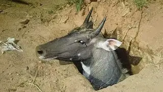 The Blue Cow fell into Manhole and was saved by the Rescue Foundation Gujarat