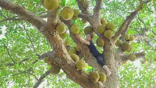 Harvesting jackfruit from tall trees – Sells out very quickly | Traditional boiled jackfruit
