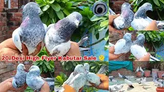 For Sale Lucknow 🫠 30_9_25 रामपुरी, हरे, देवबंदी, शाहजहांपुरी ओल्ड ब्रीड, अम्बरसरे,, 9169597741, सेल