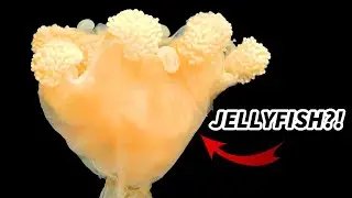 Stalked Jellyfish Facts: the Staurozoa | Animal Fact Files
