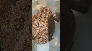 Frog vs Toad 🐸 #wildlife #toad #frog