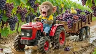 Dodo Monkey&rsquo;s Grape Harvest Turns CHAOTIC When a Baby Duck Is in Danger - Genius Rescue!
