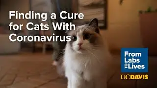 From Labs to Lives: Finding a Cure for Cats With Coronavirus