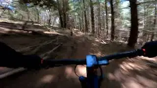 Magic Mushroom - Mt Canobolas