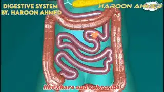 Human digestive system |eddie woo pcmb|Haroon Ahmed |#viral #trending #viralvideo#study #biology 