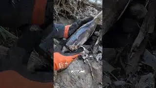 В Кентукки найдена 100-летняя бутылка Pepsi | Из Мартина, Теннесси!