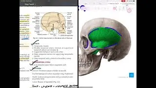 Temporal, infratemporal and pterygopalatine fossa