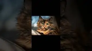Why Do Cats Chirp? Unlocking Your Feline's Hunting Secrets!