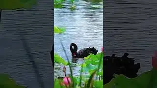 Cute Duck Having Bath in a Pond!!! Beautiful Natural Scenery