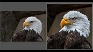 Rescuing a Previously REJECTED Wildlife Image with LIGHTROOM