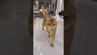 Cute cat's moment 260122 #catshorts #cat #cats #kittenshorts #kitten #funnycats #cute