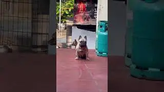 giận nha #frenchbulldog #edms #pets #sonicedmrush #bulldog #frenchie