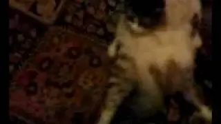sittingCat.3g2