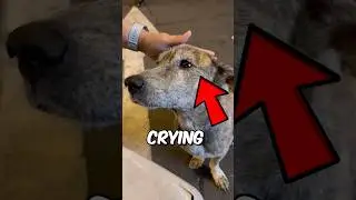 Dog Crying Tears 😢