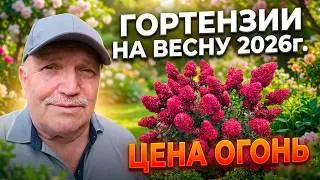 Гортензии на весну 2026года. Предзаказ.