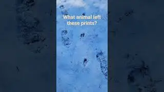 what kind of prints are these? #hunting #wildlife #outdoors